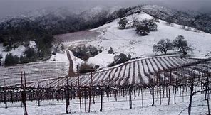 Come è la vigna a gennaio ?